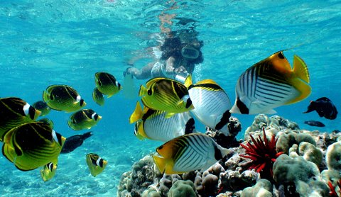 snorkling tour hurghada